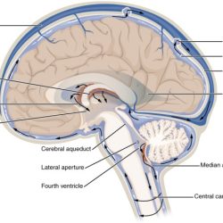 Brain ventricles wikipedia simple circulation