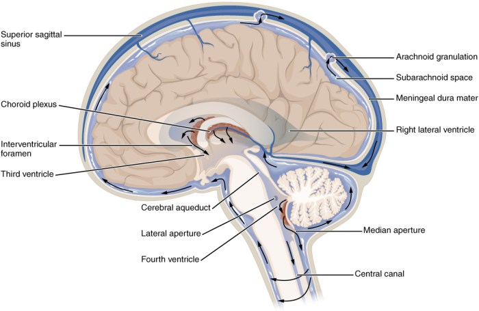 Brain ventricles wikipedia simple circulation