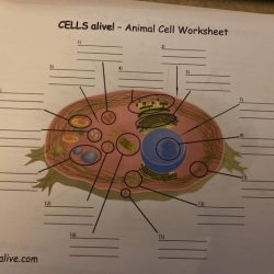 Cells alive plant cell worksheet