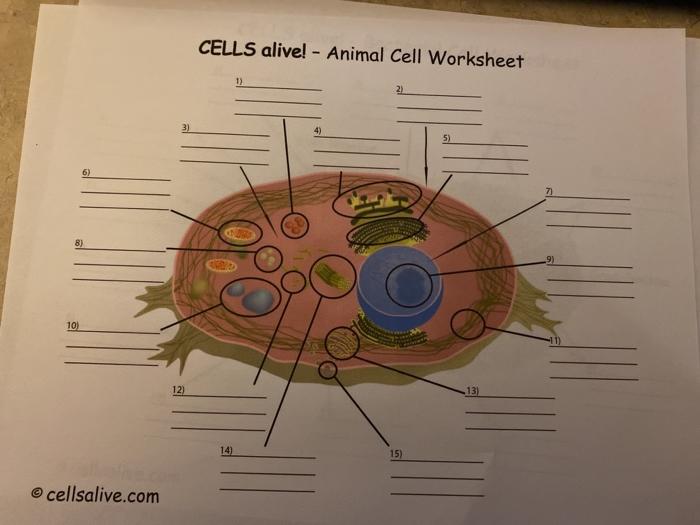 Cells alive plant cell worksheet