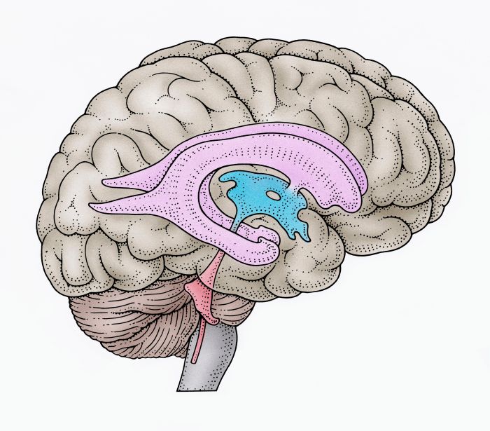 Central cavity of the brain crossword clue