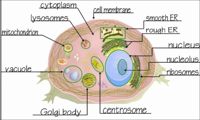 Cells alive plant cell worksheet