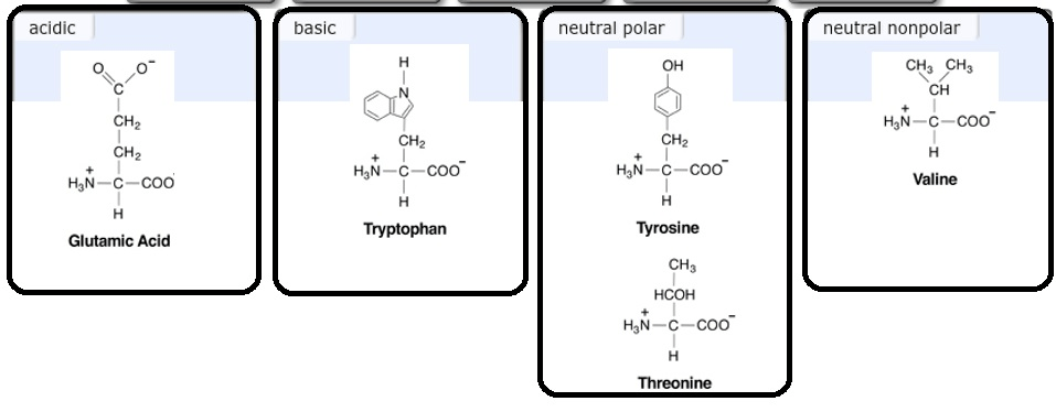 Classify these amino acids as acidic basic neutral polar