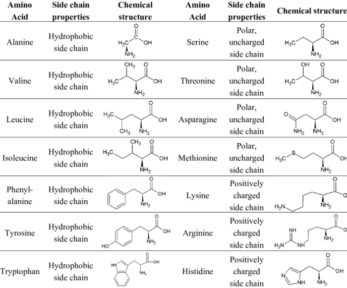 Acids proteins biochemistry chains threonine polarity metabolism biology charged procedure bert hubert tryptophan phenylalanine serine lysine methionine expii histidine